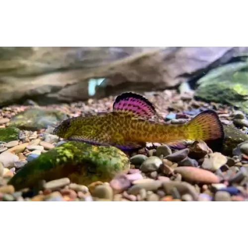 Purple-fin loach