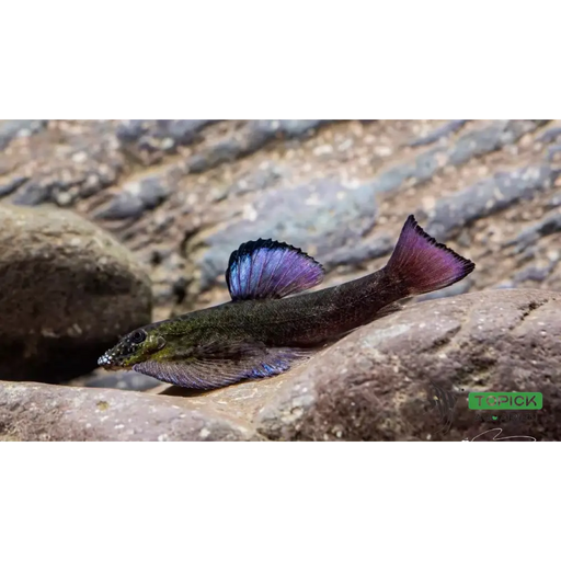 Purple-fin loach