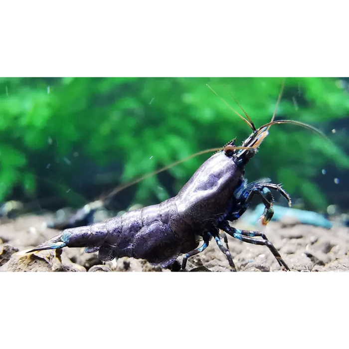 Purple metallic shrimp livestock