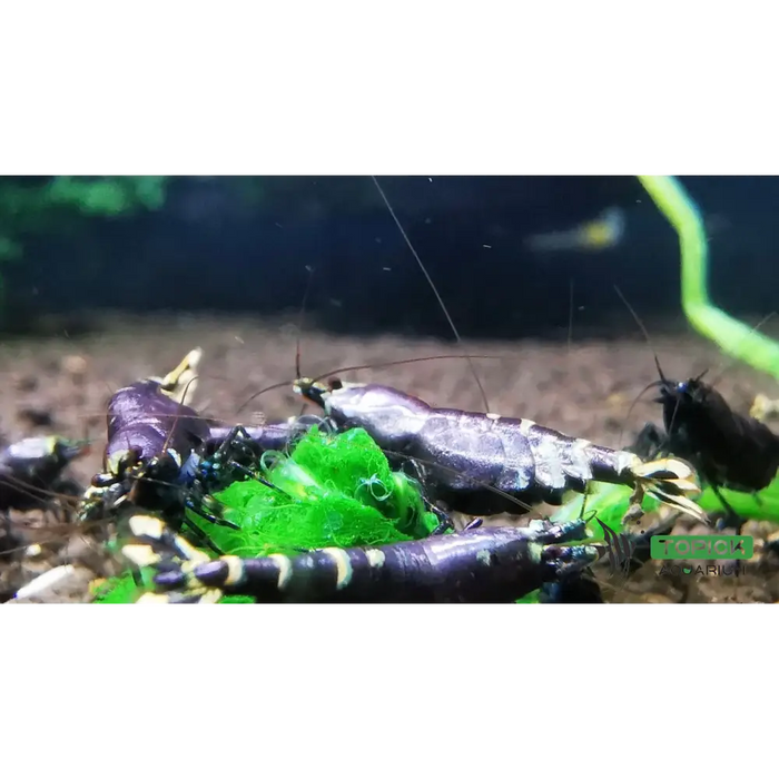 Purple metallic shrimp livestock