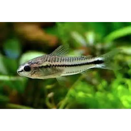 Pygmy cory - animals & pet supplies