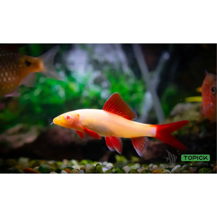 Rainbow shark - albino - livestock