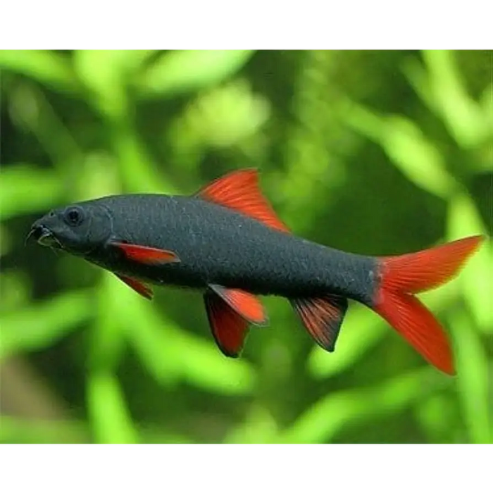 Rainbow shark - regular - livestock