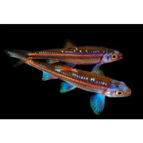 Rainbow shiner