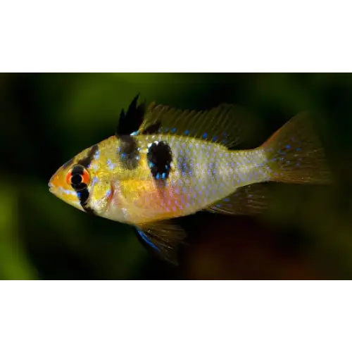 Ram cichlid - livestock