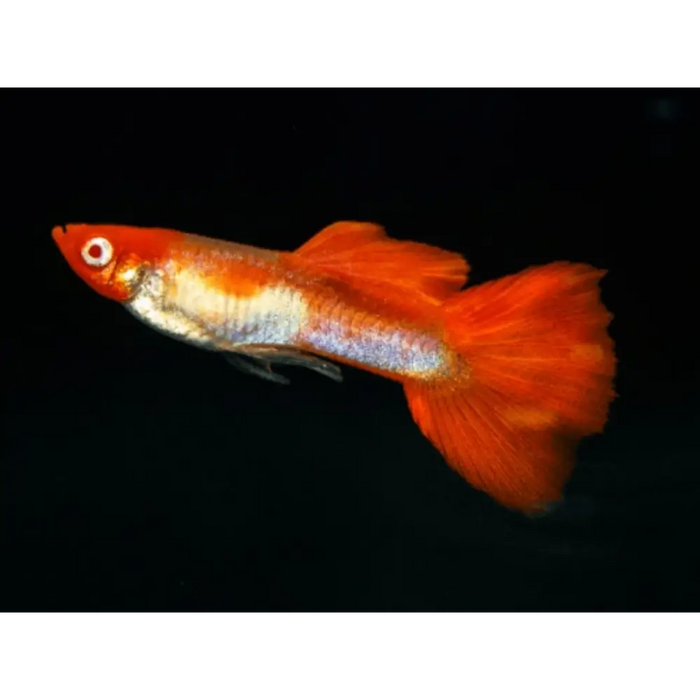 Red cap guppy livestock