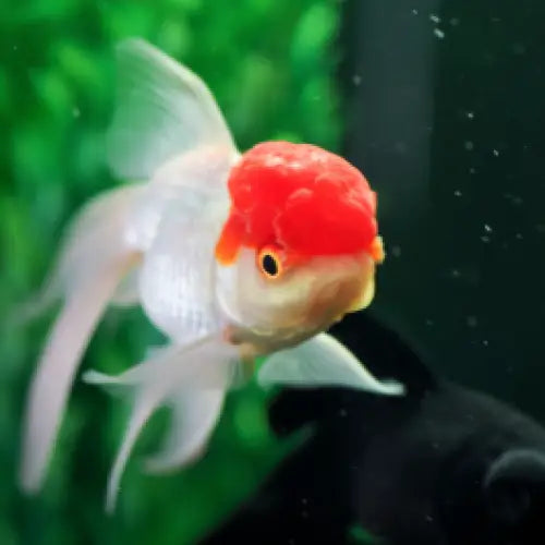 Red cap oranda 8 9cm