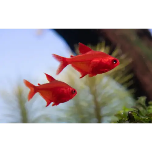 Red cherry tetra livestock