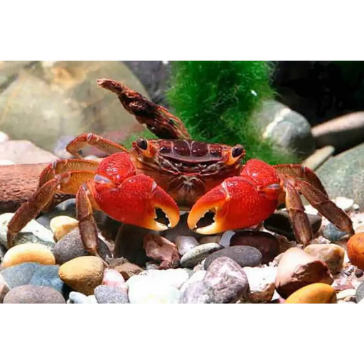Red crab - livestock