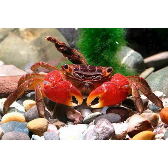 Red crab livestock