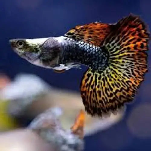 Red dragon guppy pair livestock