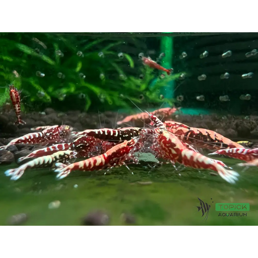 Red galaxy fishbone shrimp - livestock