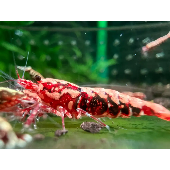 Red galaxy fishbone shrimp - livestock