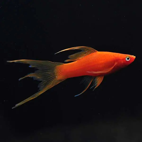 Red lyretail swordtail livestock