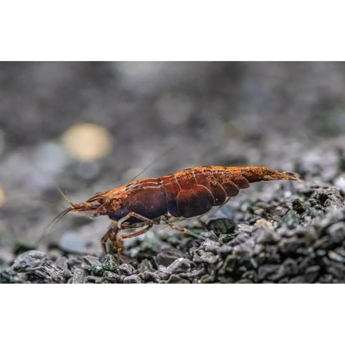Red onyx shrimp livestock