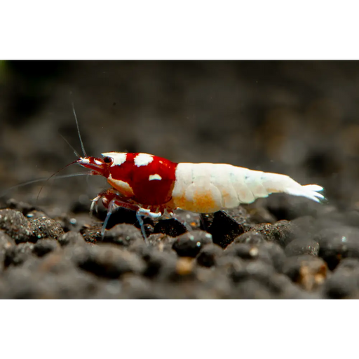 Red pinto shrimp - livestock