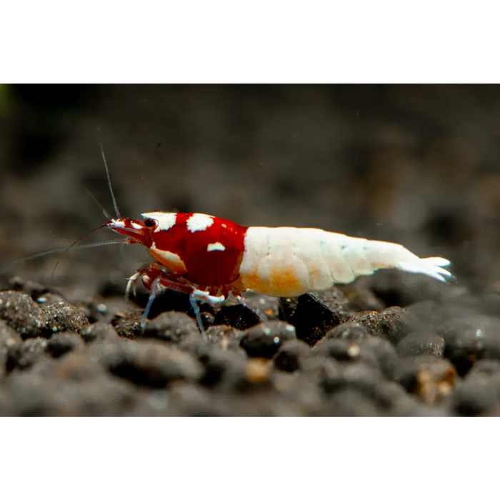 Red pinto shrimp livestock