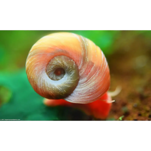 Red ramshorn snail - livestock