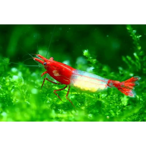 Red rili shrimp - livestock