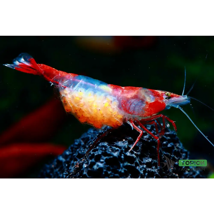 Red rili shrimp - livestock