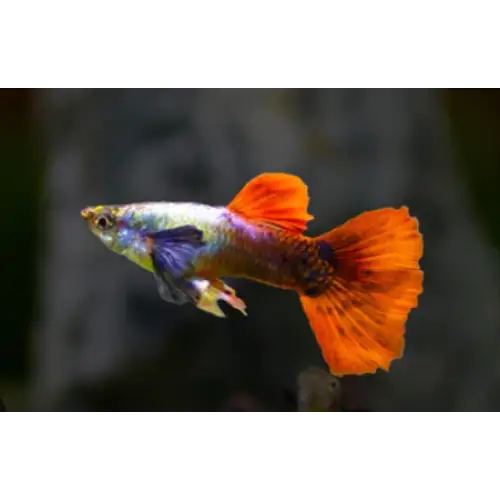 Red tail platinum elephant ear guppy - pair - livestock