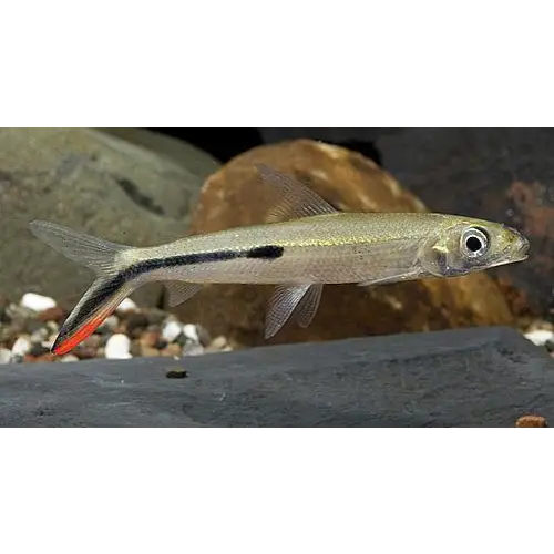 Red tailed hemiodus animals & pet supplies