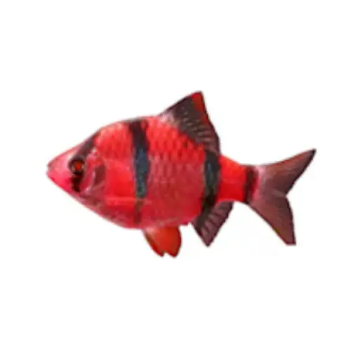 Red tiger barb livestock