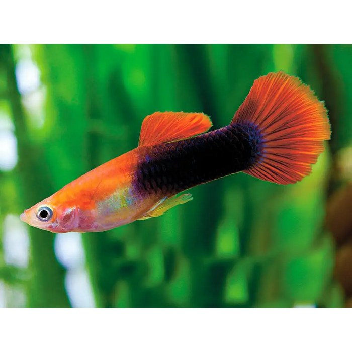 Red tuxedo guppy - livestock