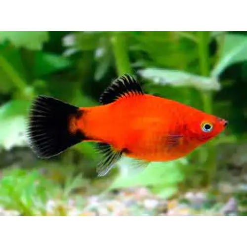 Red wagtail platy - livestock
