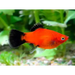 Red wagtail platy - livestock
