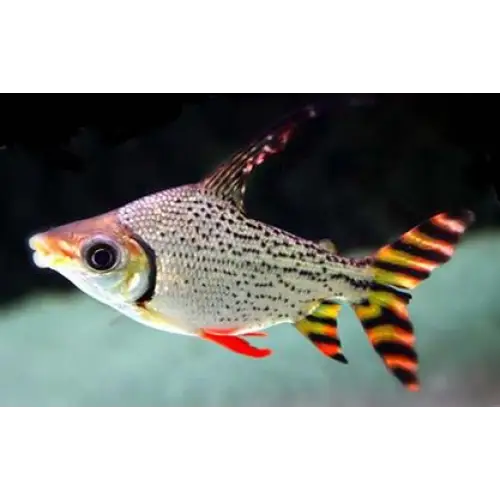 Redfin falgtail prochilodus single (~12cm) animals & pet
