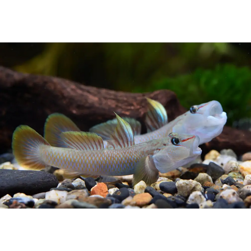 Rhinogobius candidianus 1 pair (5 6 cm) livestock