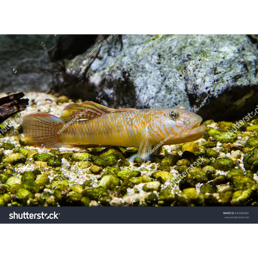 Rhinogobius giurinus 1 pair (4 5 cm) livestock