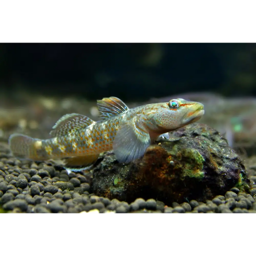 Rhinogobius maculafasciatus 1 pair (3 4 cm) livestock