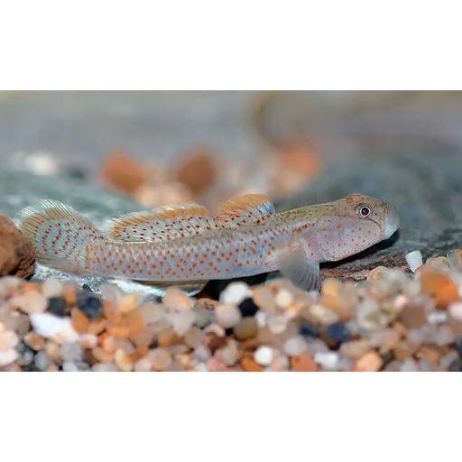 Rhinogobius rubromaculatus 1 pair (3 4 cm) livestock