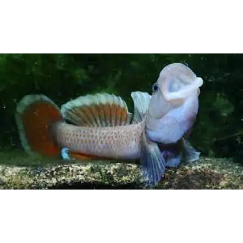 Rhinogobius ’white ring’ - single fish (~4cm) - livestock