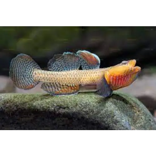 Rhinogobius ’yellow cheek’ - single fish (~4cm) - livestock