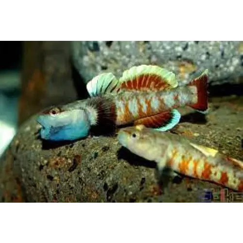 Rhinogobius zhoui single fish (~4cm) livestock