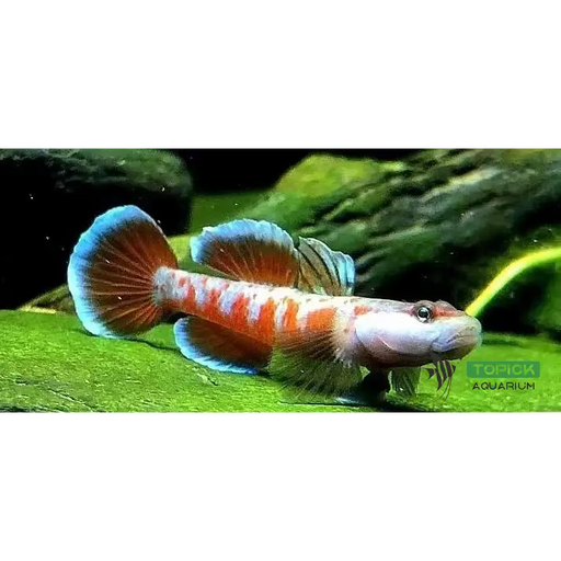 Rhinogobius zhoui single fish (~4cm) livestock