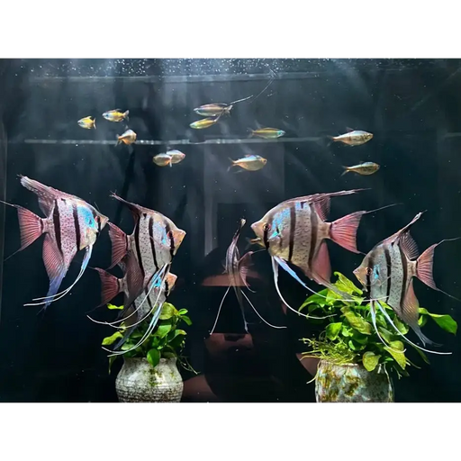 Rio momon angel - 4-5cm - livestock