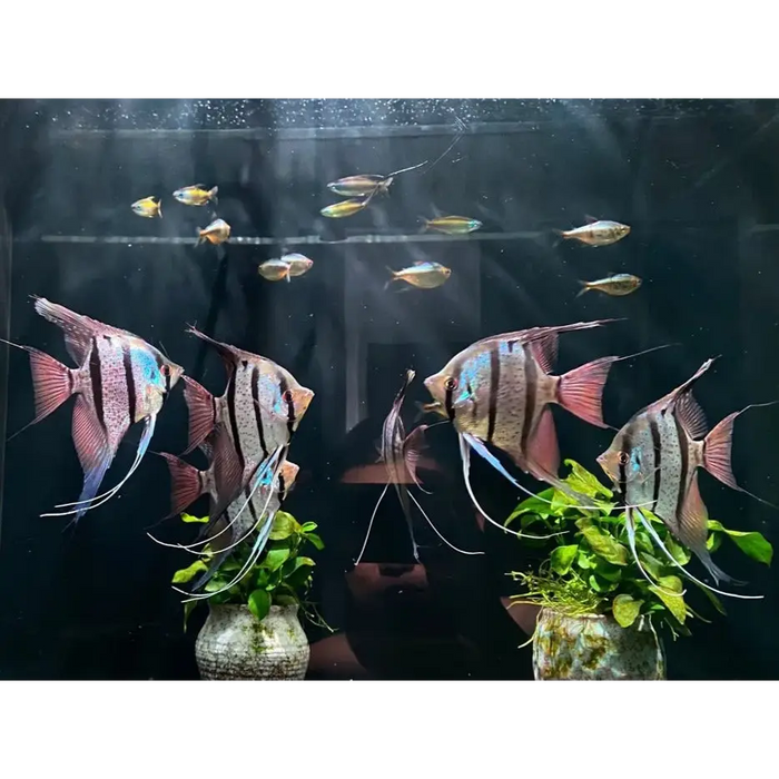 Rio momon angel - 4-5cm - livestock
