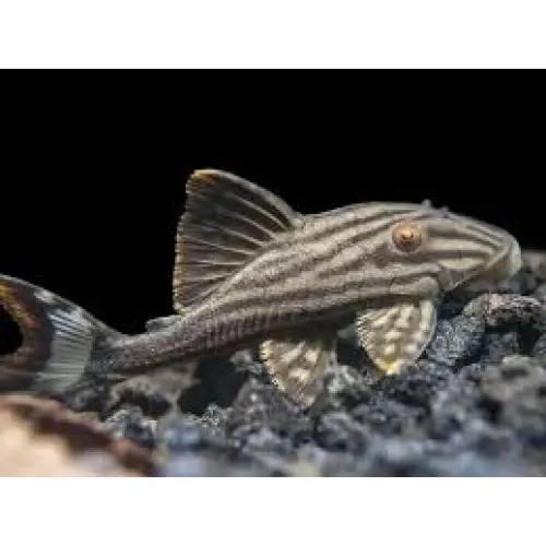 Royal pleco l190 livestock