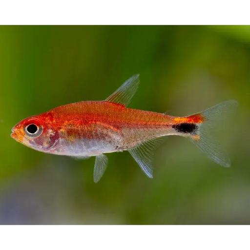 Ruby tetra livestock