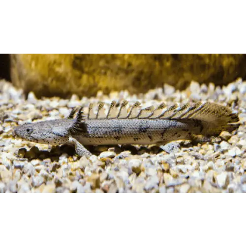 Saddled bichir 1 fish (~10cm)
