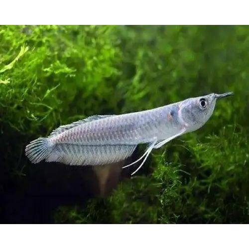 Silver arowana baby (~10cm)
