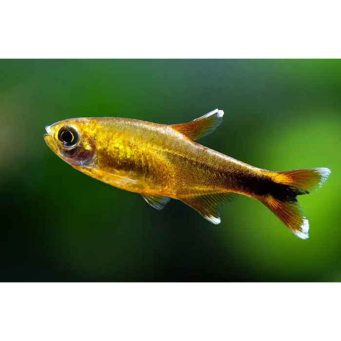 Silvertip tetra livestock