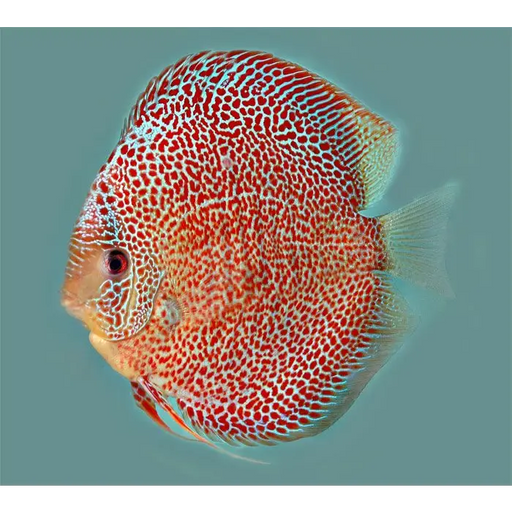 Snakeskin discus