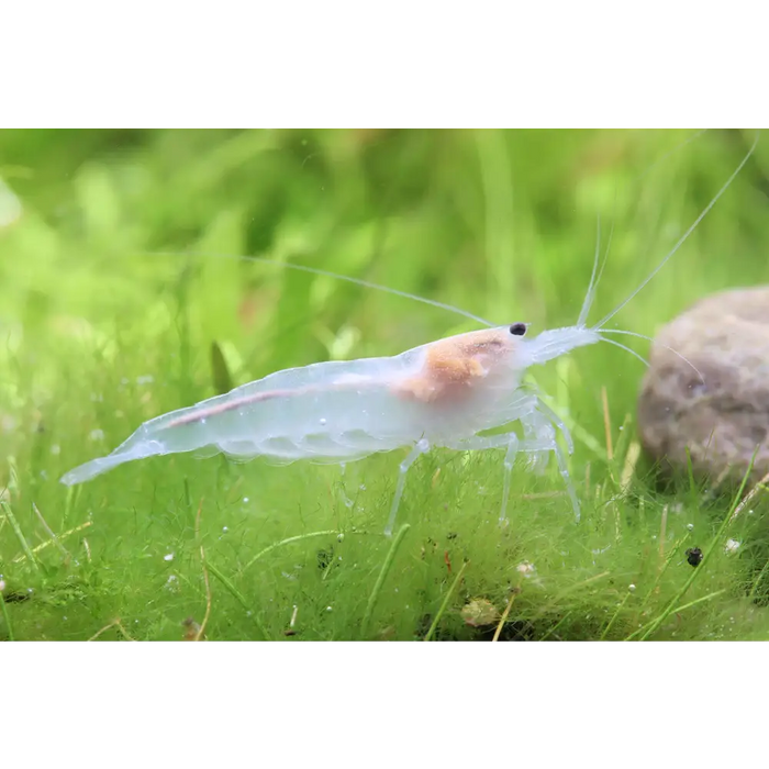 Snow white amano shrimp livestock