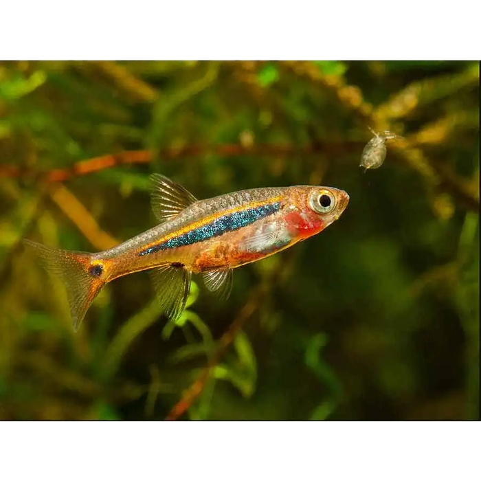 Spice rasbora (boraras urophthalmoides) - livestock