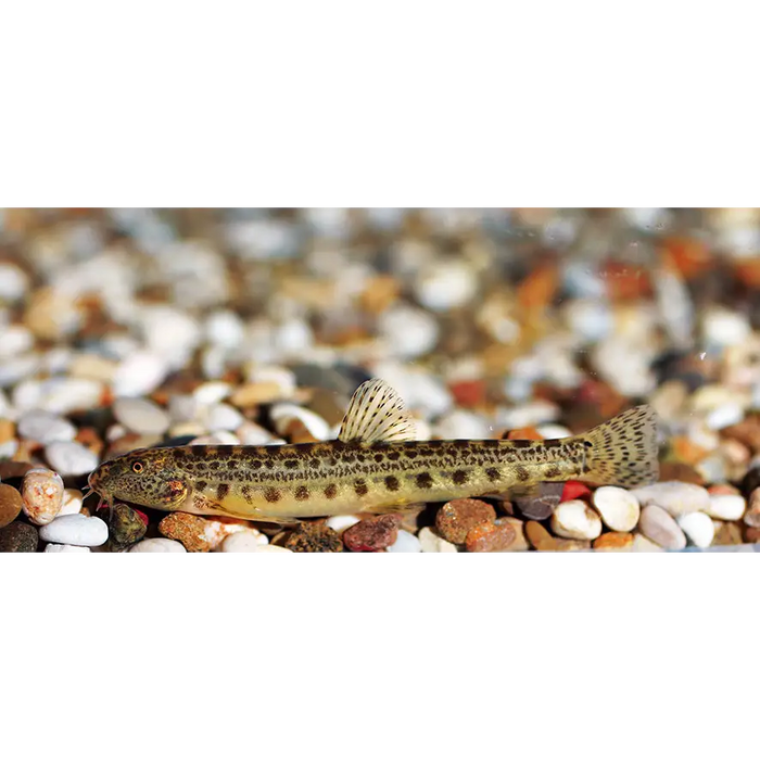 Spiny loach single fish